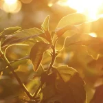 sunshine on plants